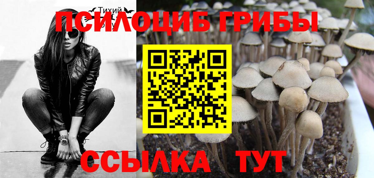Псилоцибиновые грибы мицелий Минеральные Воды